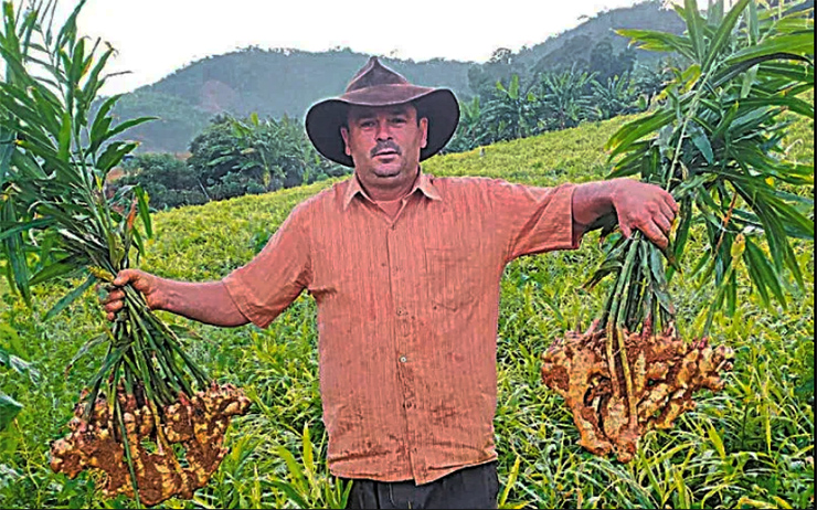 Produtores comemoram qualidade do gengibre, Nosso Campo